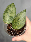 Hoya ‘Rime’ (splash)