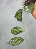 Hoya patcharawalai 023 a