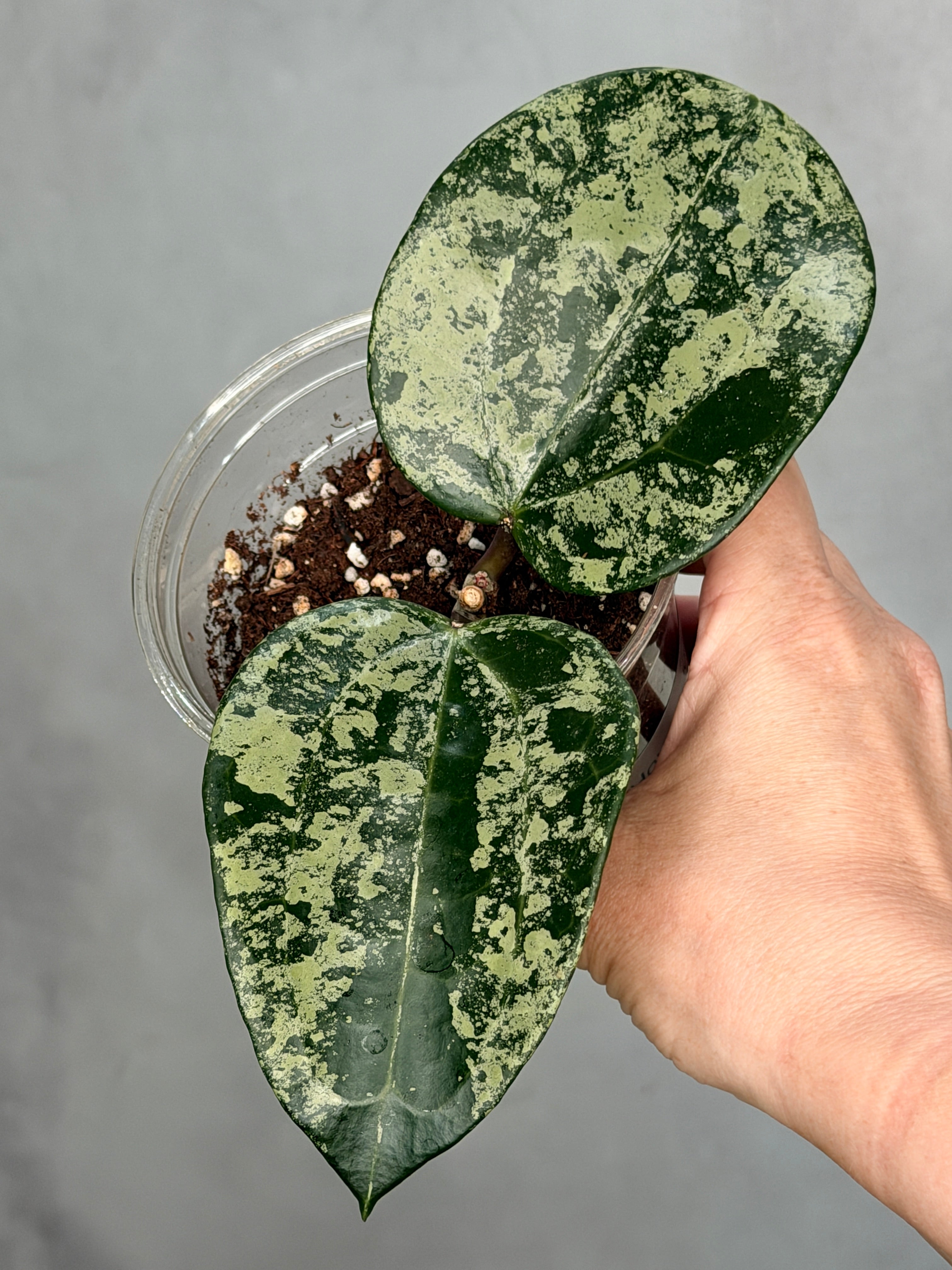Hoya latifolia ‘MRH