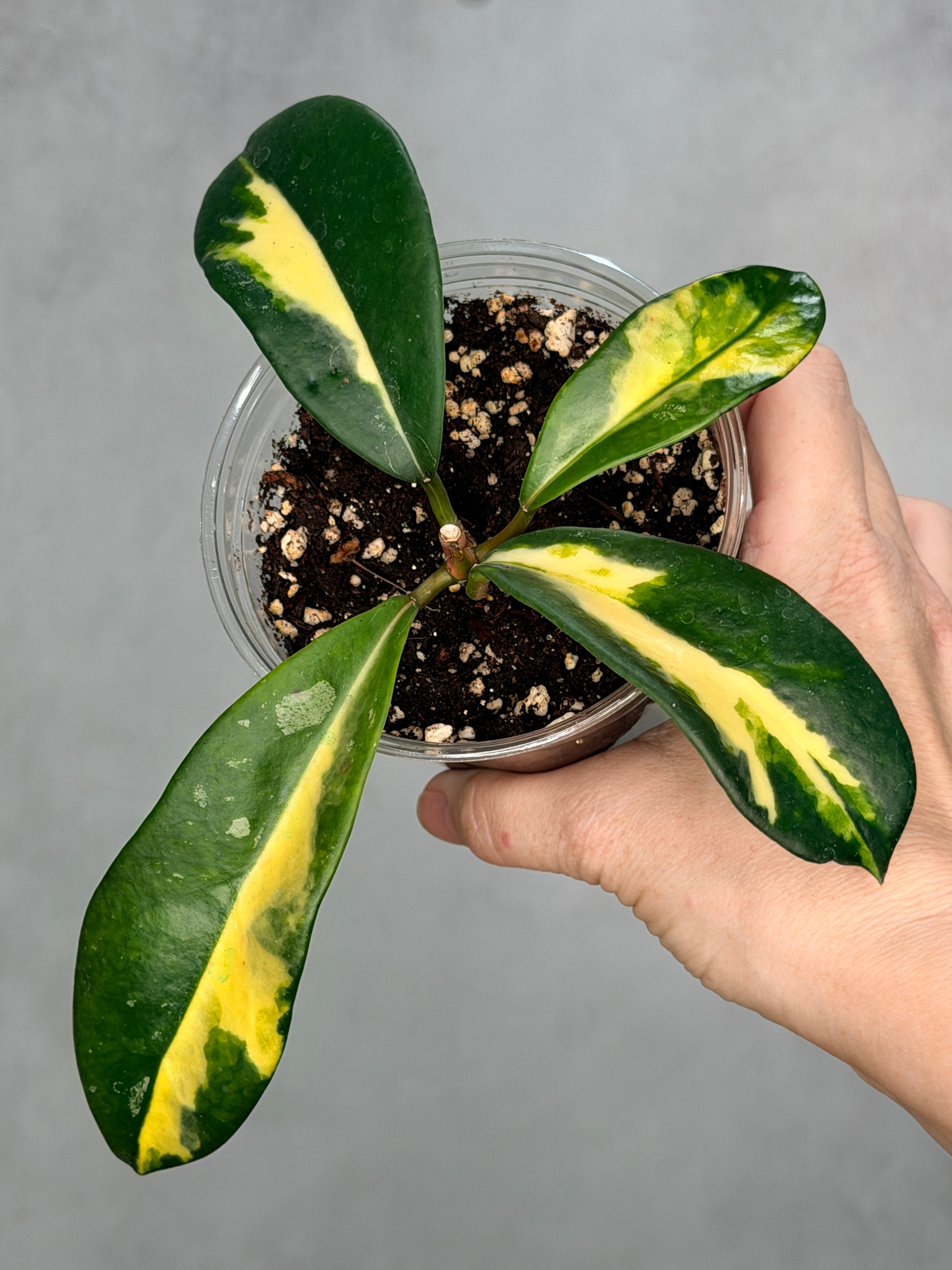 Hoya diversifolia ‘Maharani’