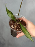 Hoya sp. Loei Province