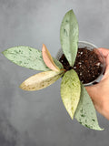 Hoya pubicalyx ‘Pink Silver Ghost’ (Copy)