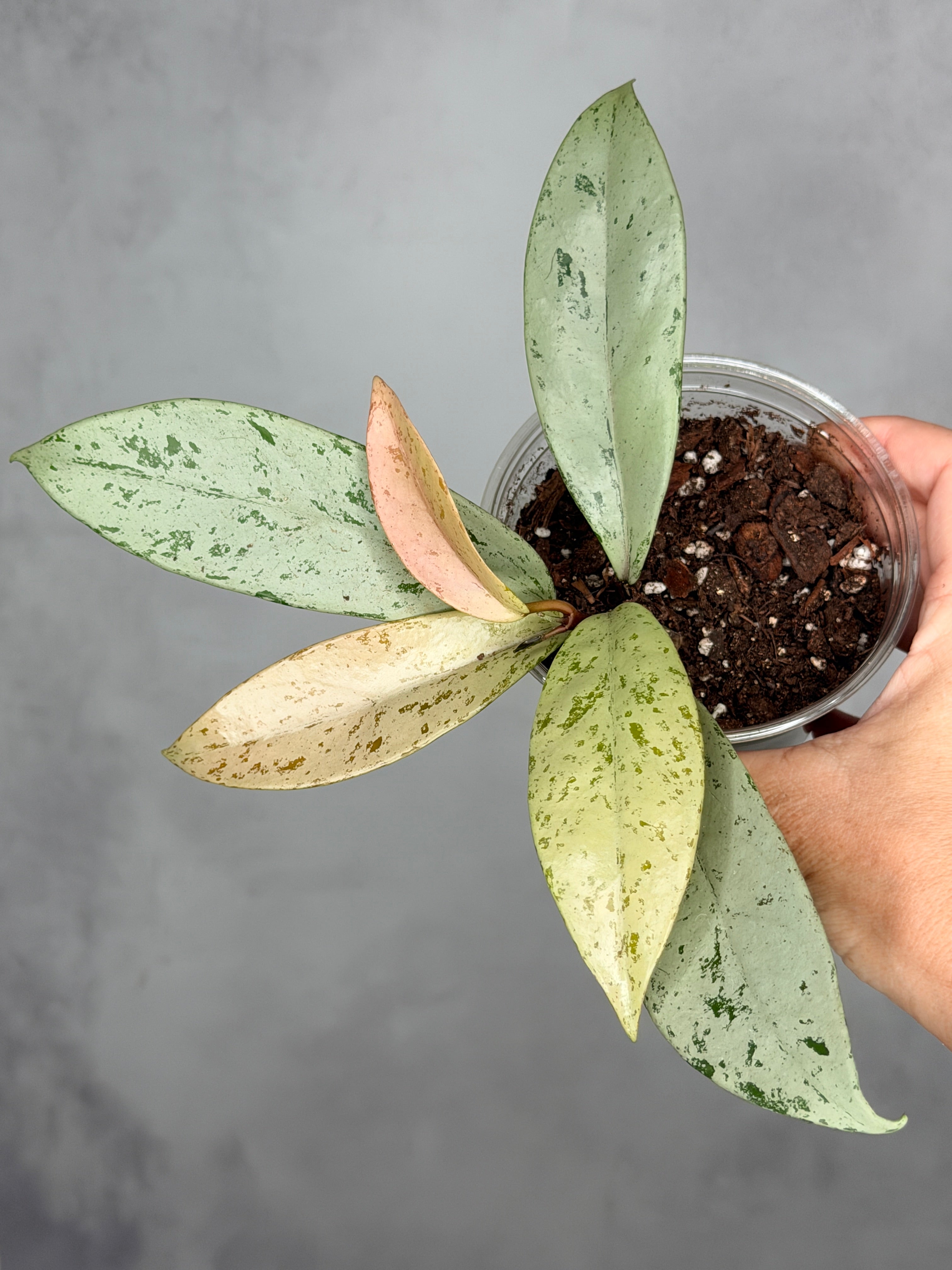 Hoya pubicalyx ‘Pink Silver Ghost’ (Copy)
