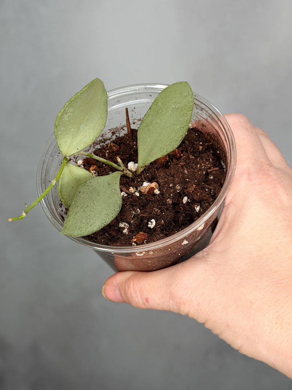 Hoya nummulariodes (Silver)