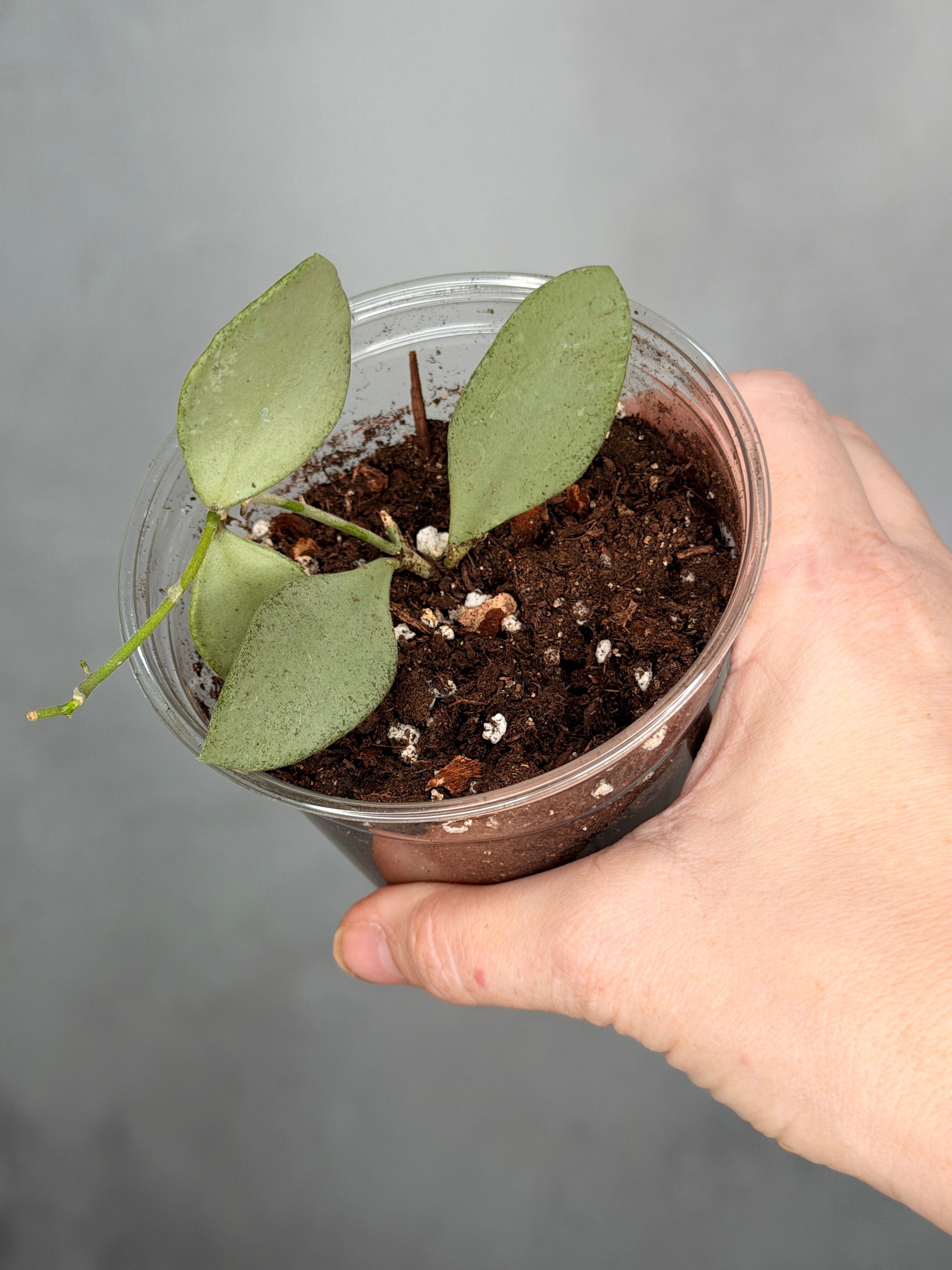 Hoya nummulariodes (Silver)