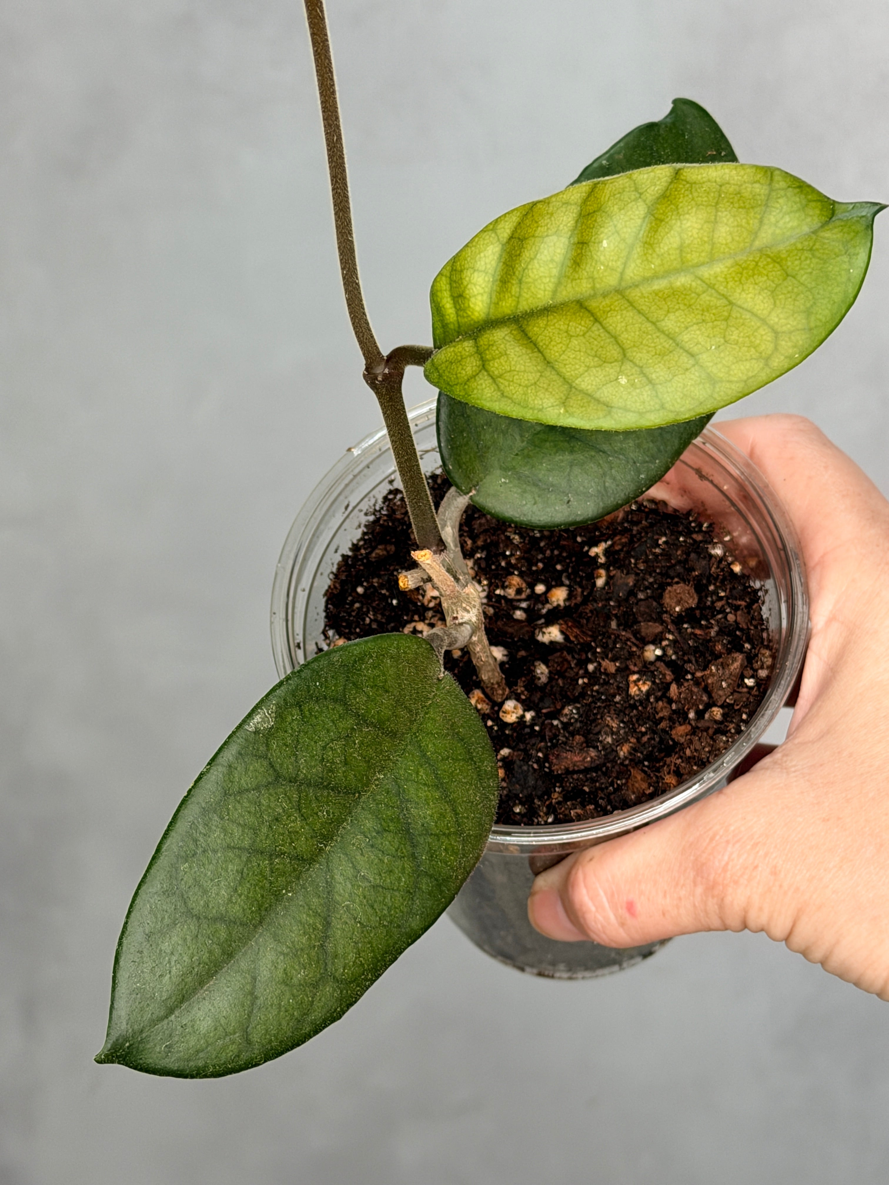 Hoya 'Col. Meekins'