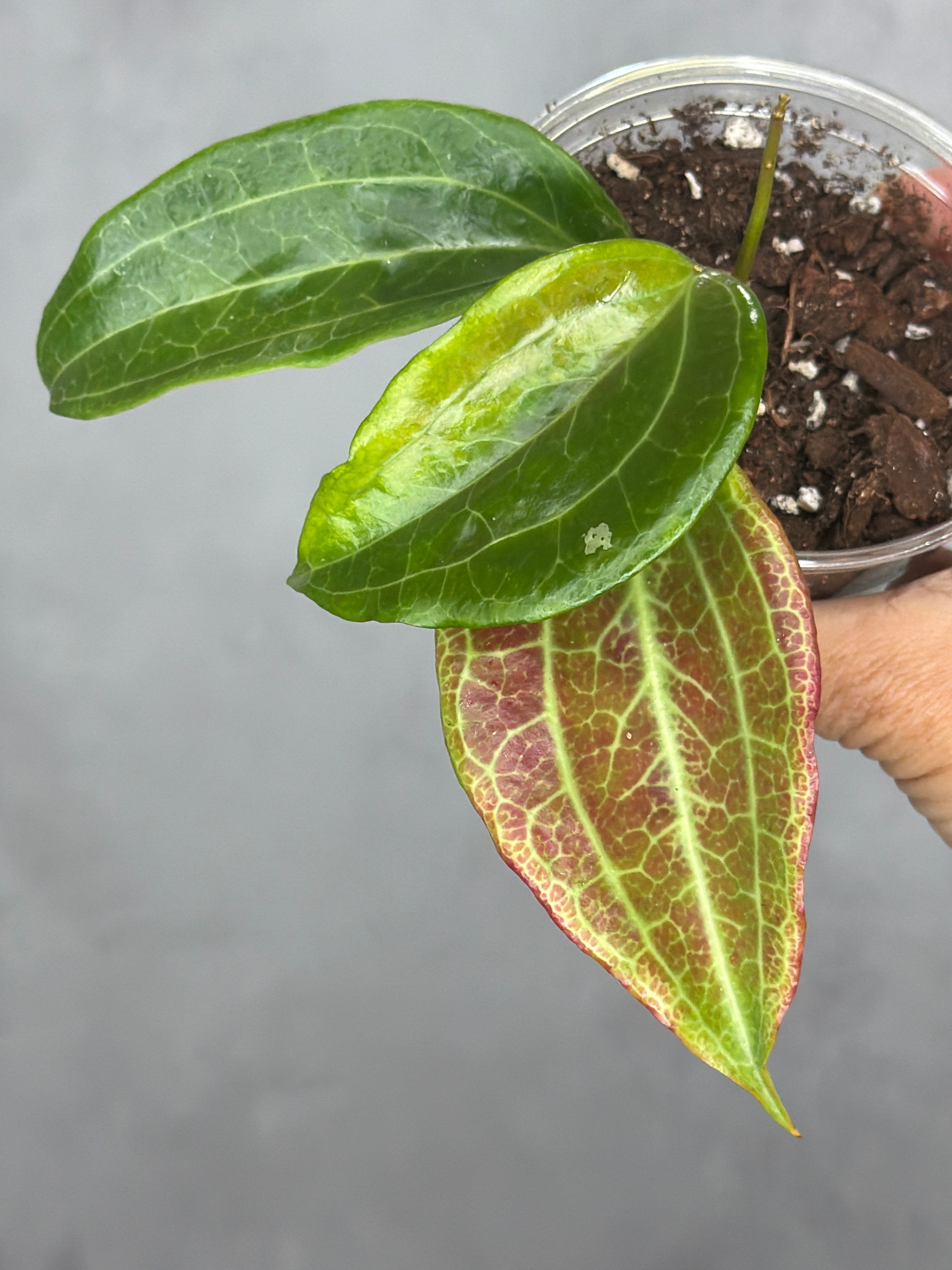 Hoya merrillii