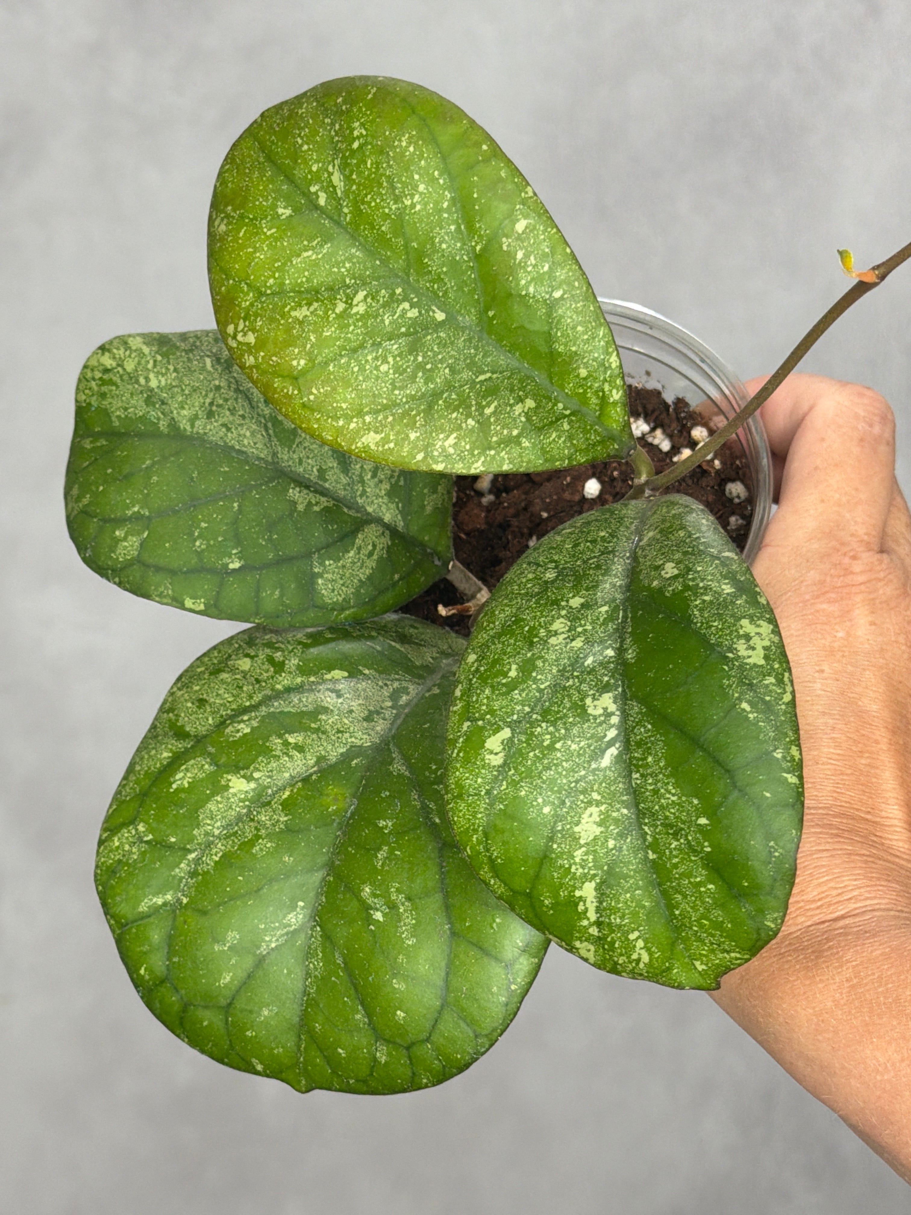 Hoya sp. (seed selection by Patcharawalai)
