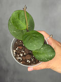 Hoya obovata (splash)