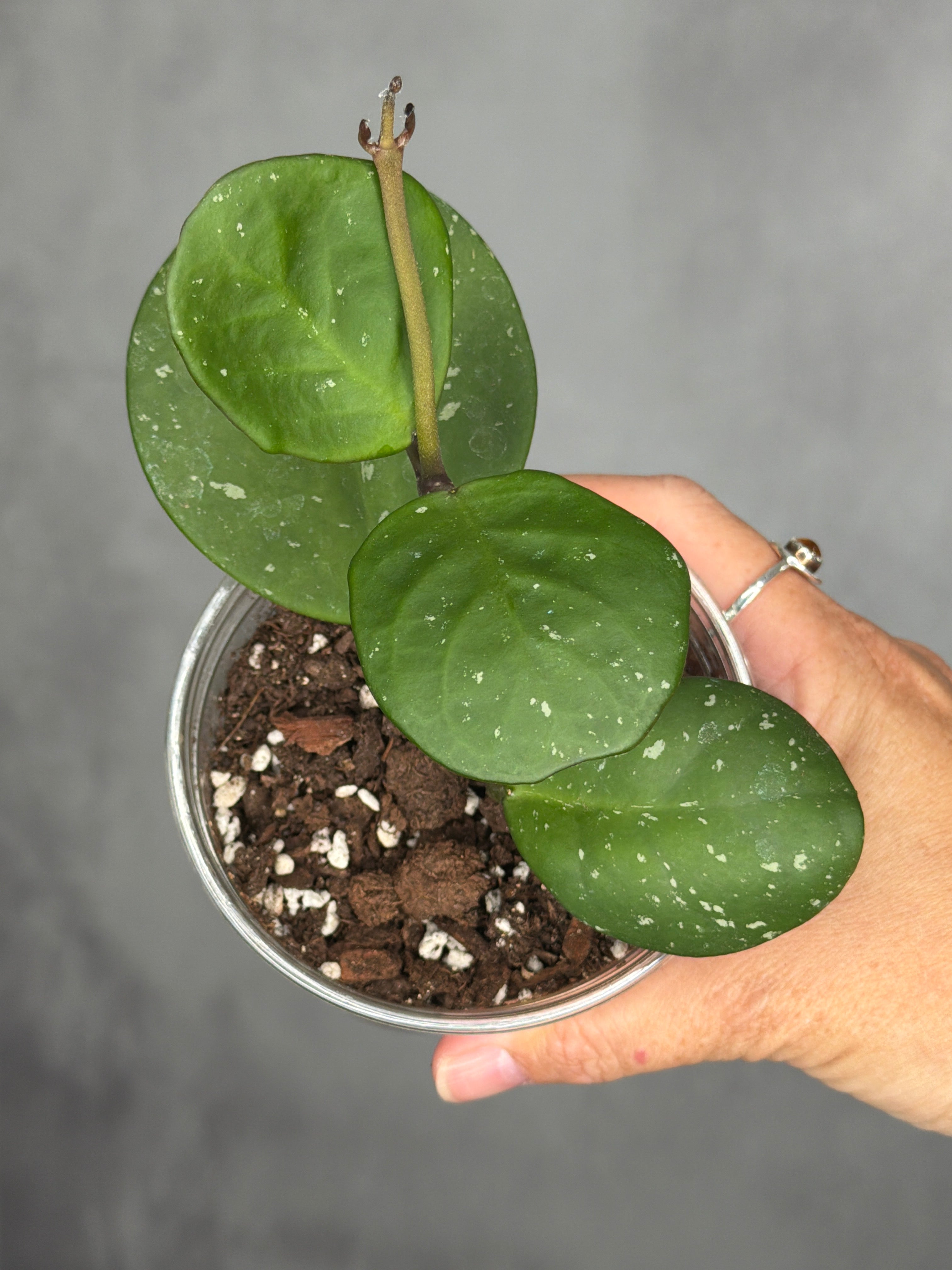 Hoya obovata (splash)