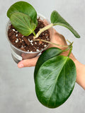 Hoya cominsii