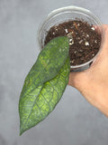 Hoya sp. AH030