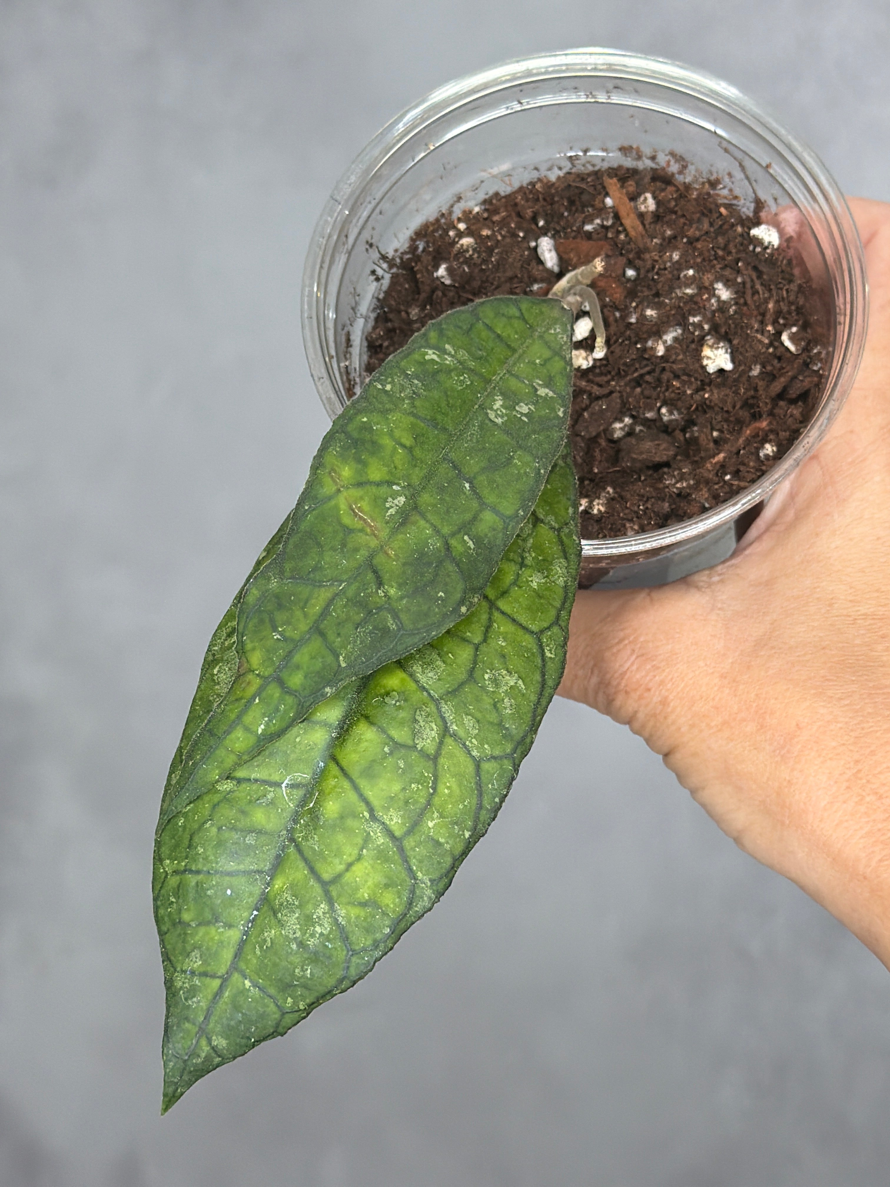 Hoya sp. AH030