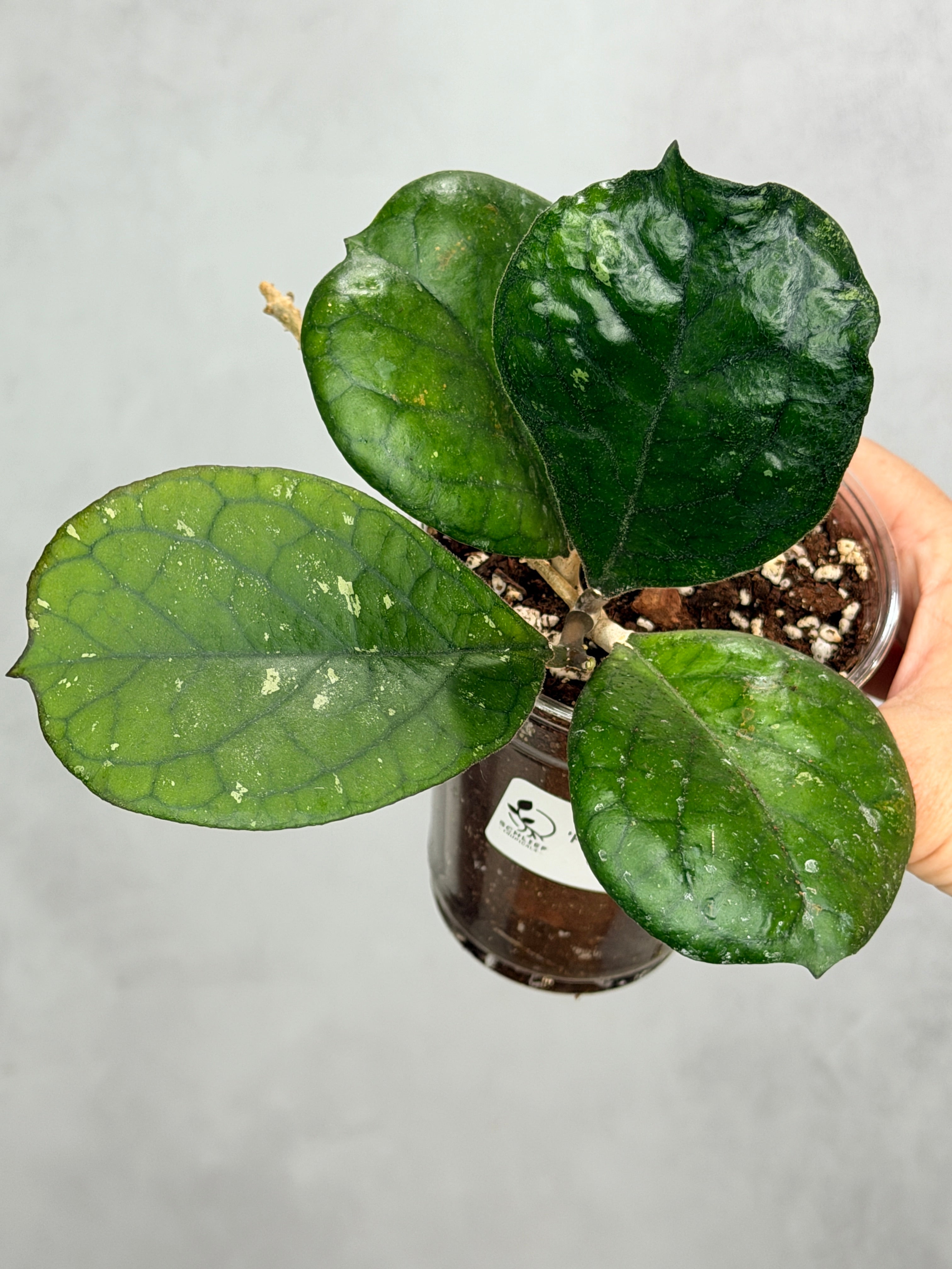 Hoya 'Patcharawalai' (seedling)