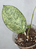 Hoya patcharawalai 023