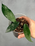 Hoya pubicalyx ‘Reva’