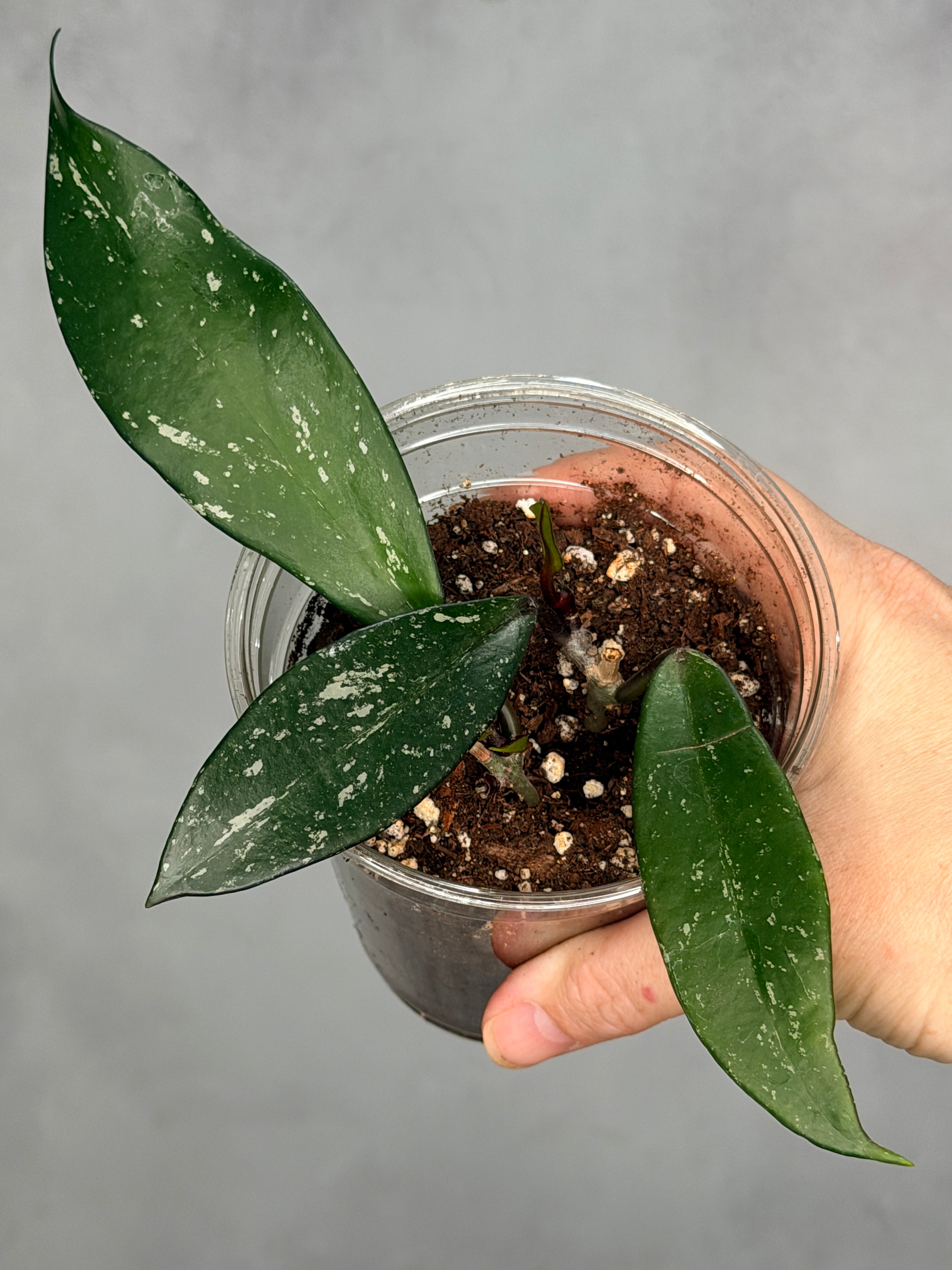 Hoya pubicalyx ‘Reva’