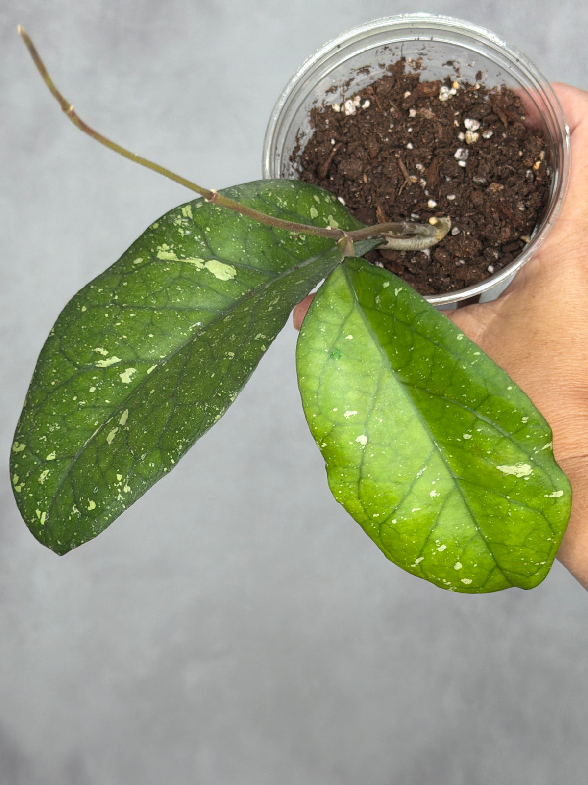 Hoya sp. AH041