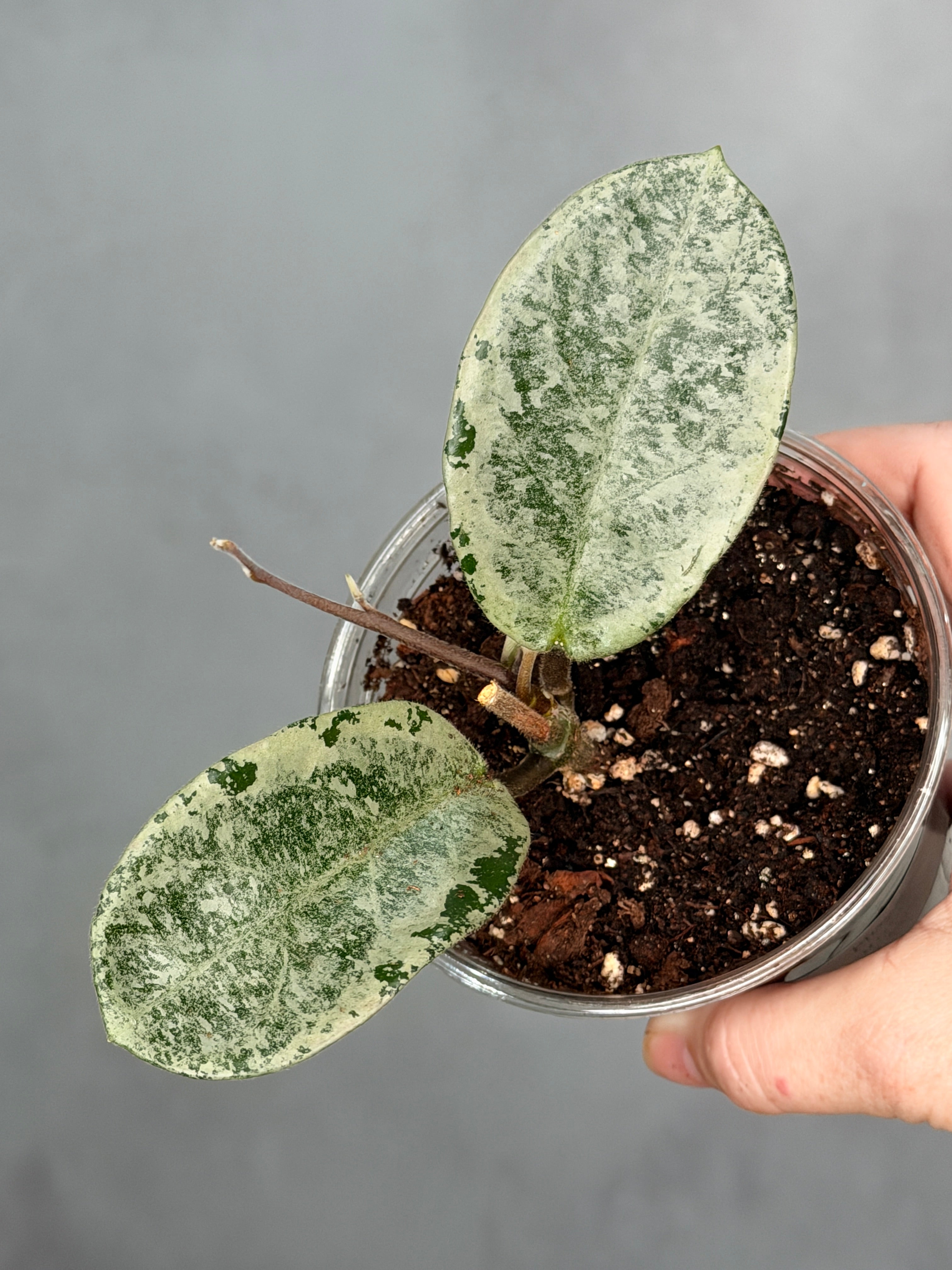 Hoya carnosa 'Nova Ghost'