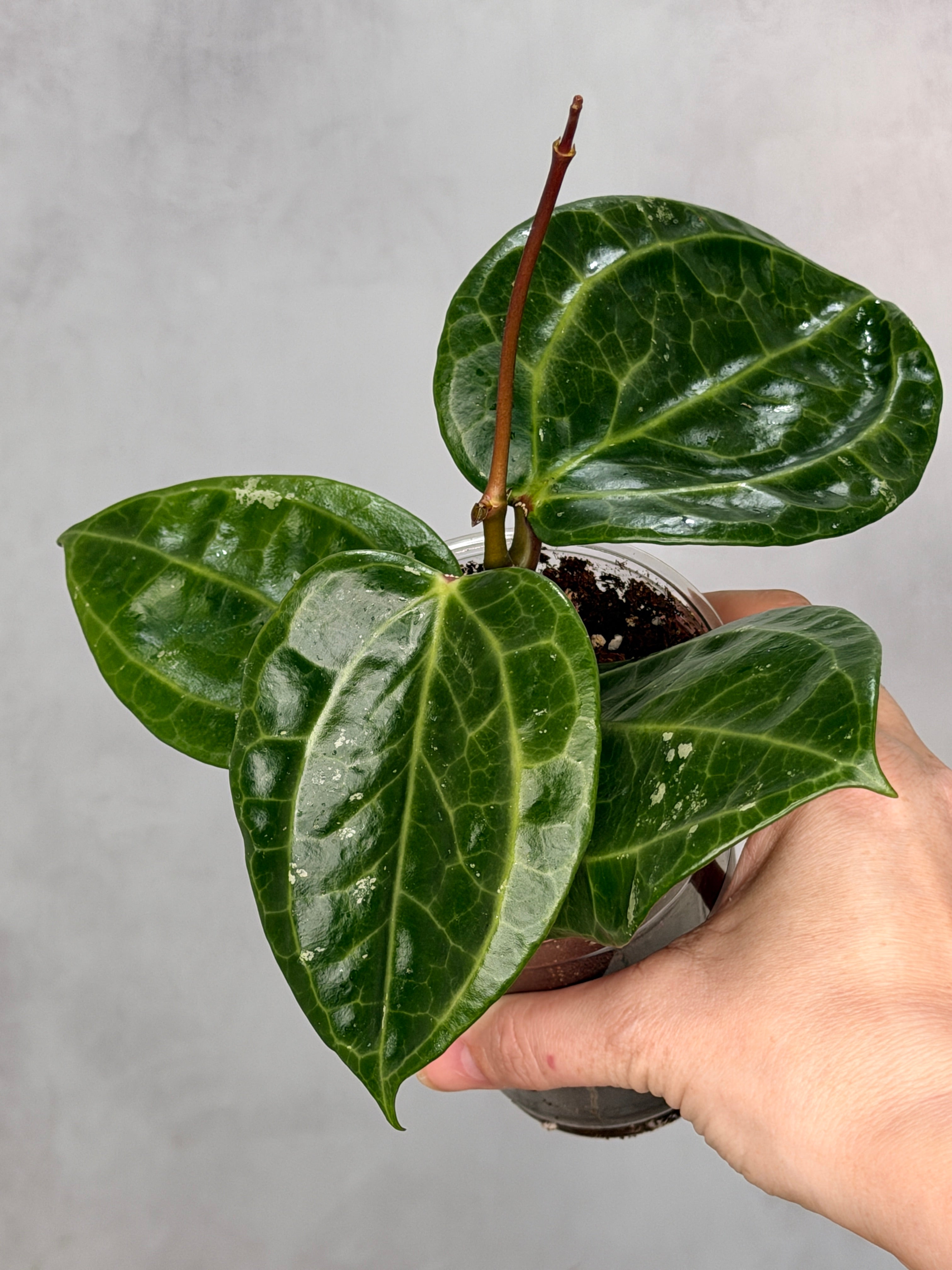 Hoya sp. GPS 8867
