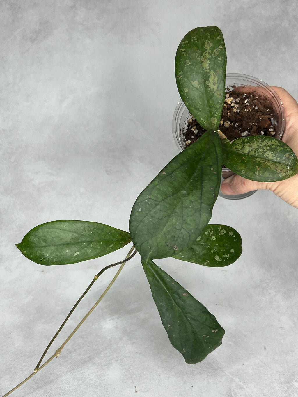 Hoya leonensis