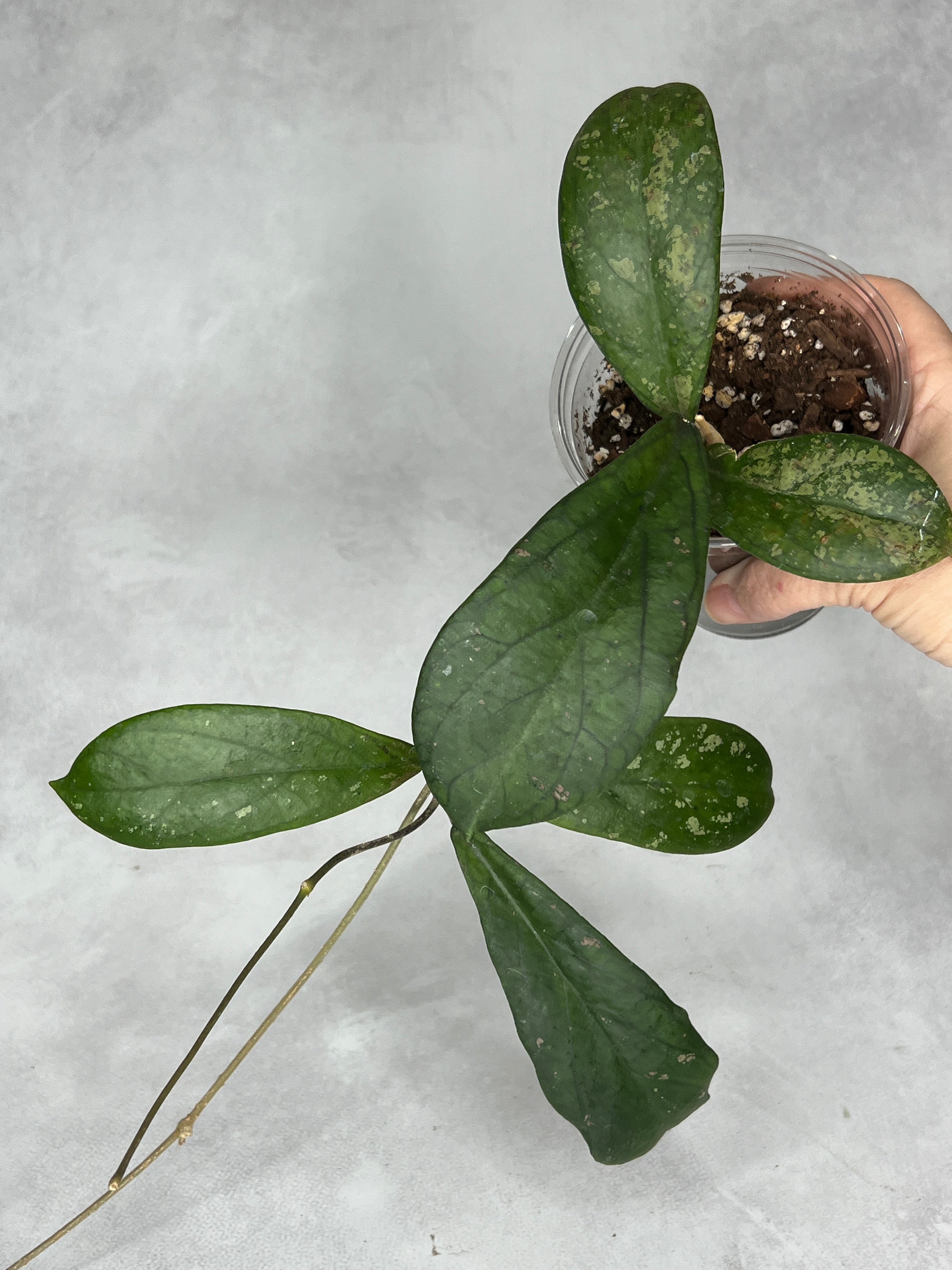 Hoya leonensis
