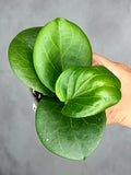 Hoya 'Rhiannon' (SS37-03)