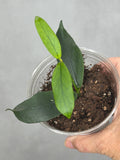 Hoya lobbii