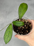 Hoya sp. Tanggamus
