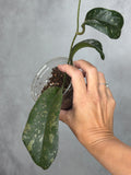 Hoya 'Siapran'
