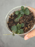 Hoya obcordata