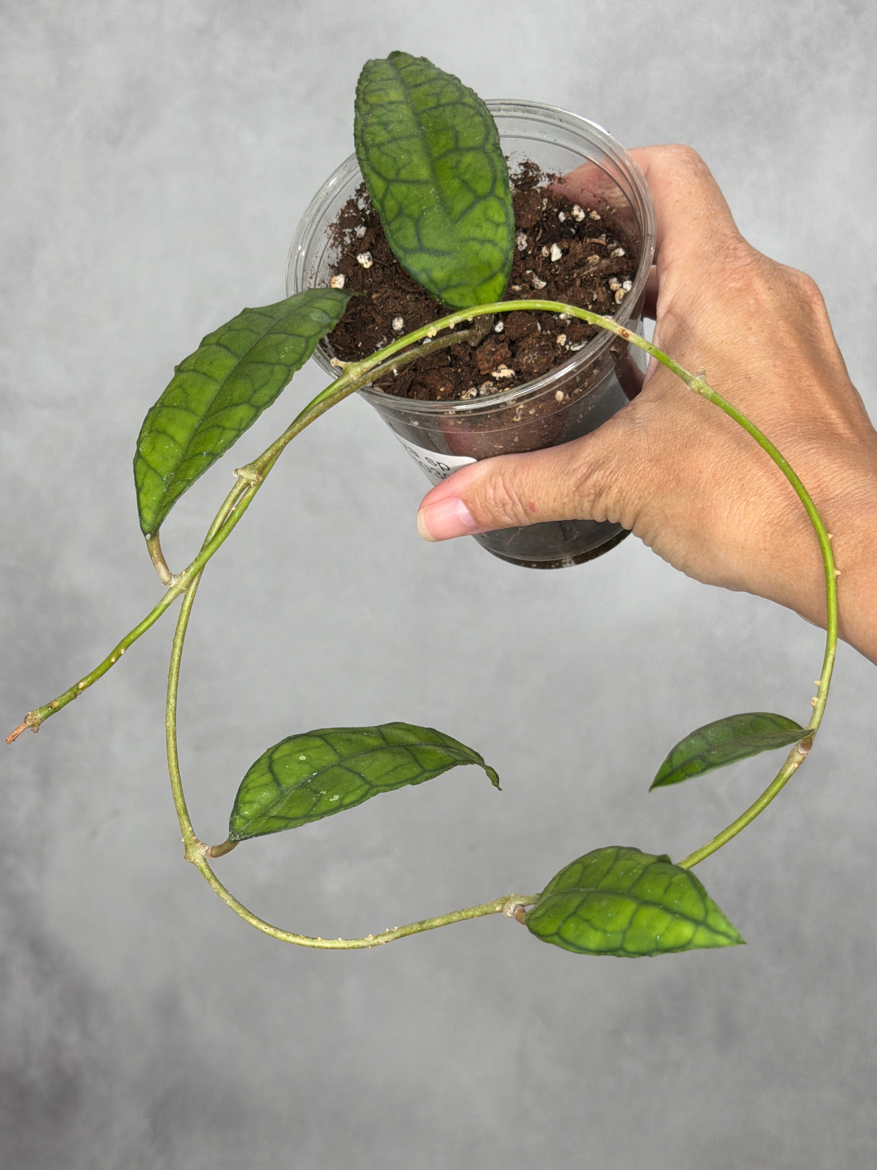 Hoya sp. AH030