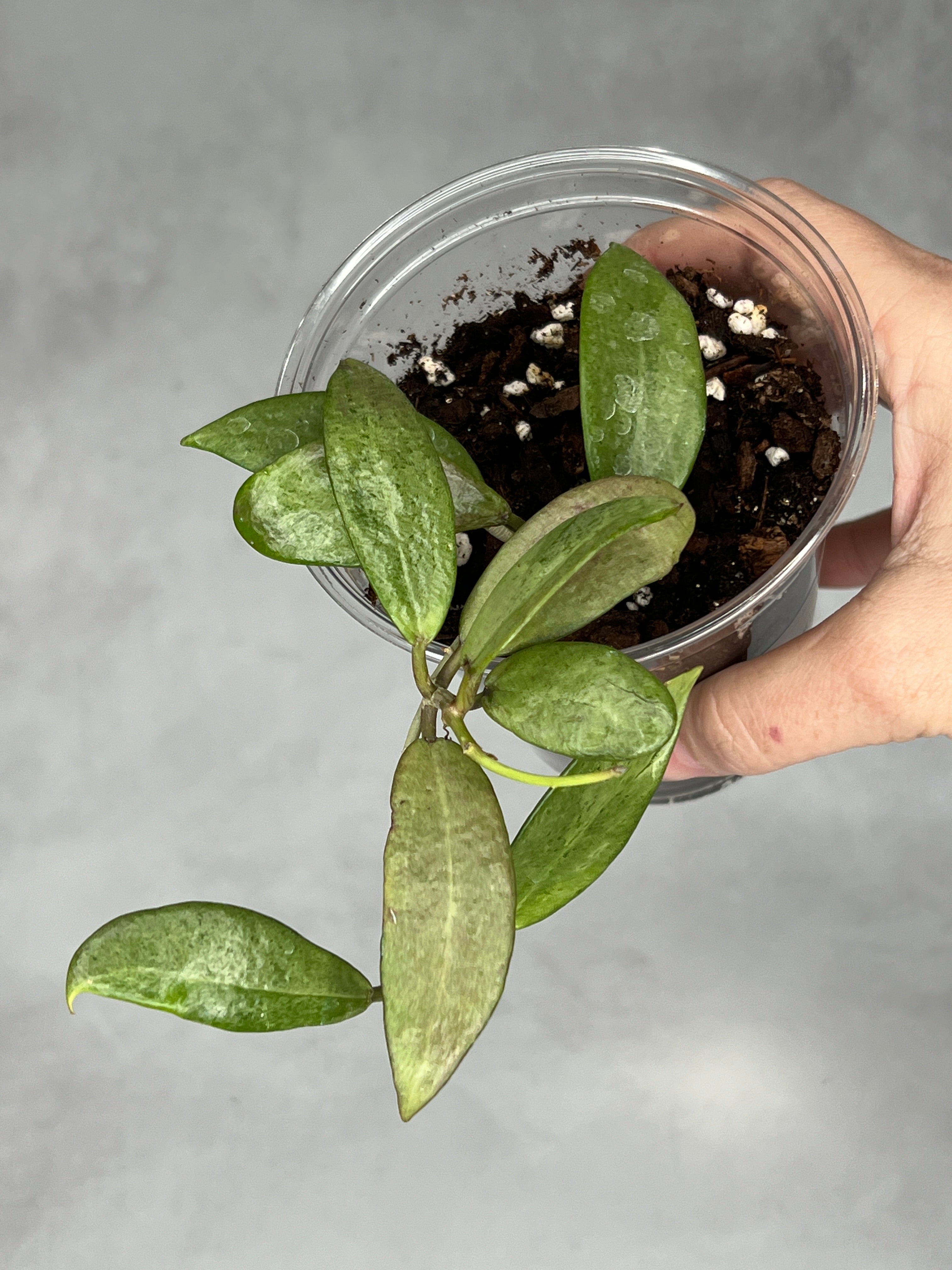 Hoya ‘Silver Lady’