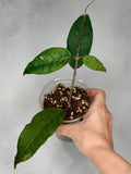 Hoya sp. Aceh Bogar