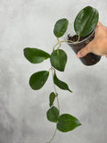 Hoya 'Genieve'