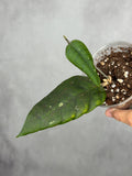 Hoya sp. Indonesia No. 4