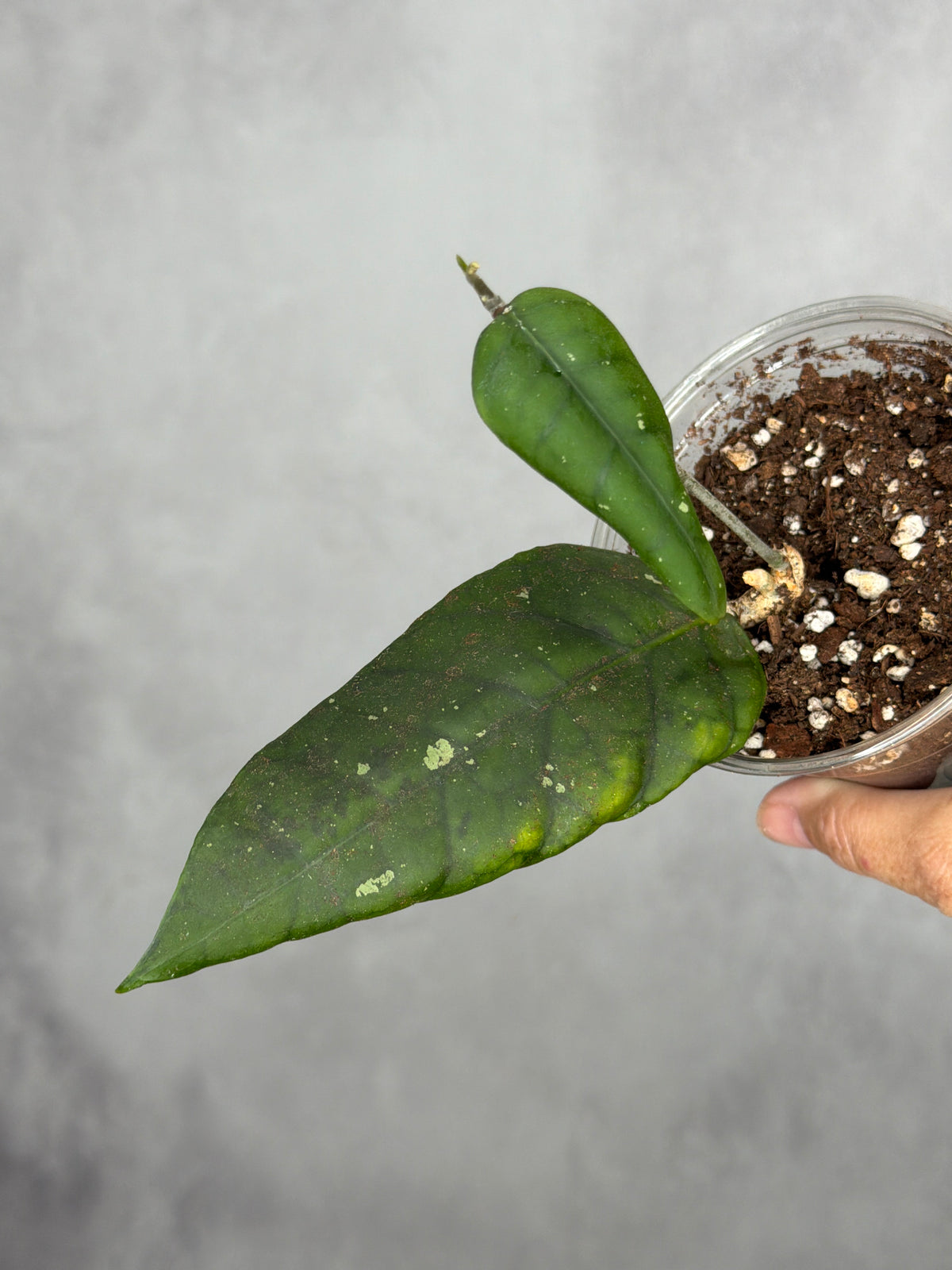 Hoya sp. Indonesia No. 4