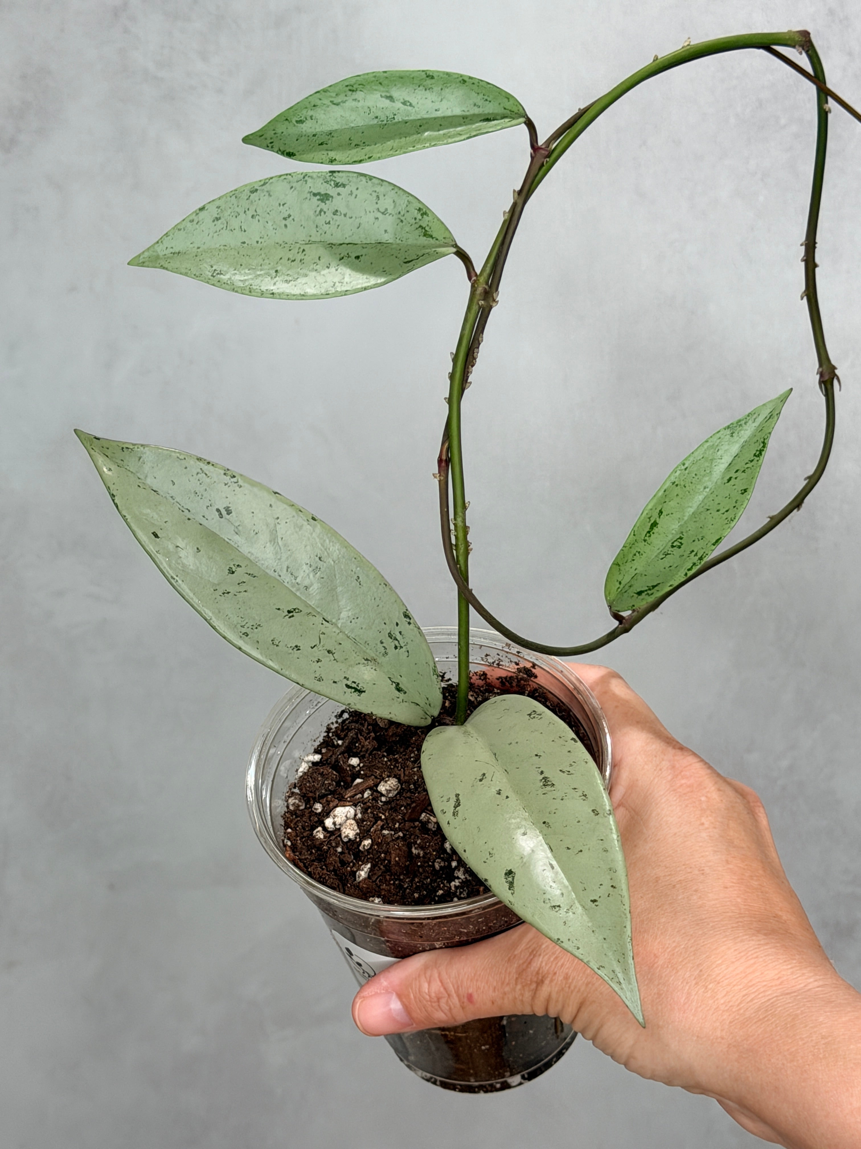 Hoya pubicaylyx 'Pink Silver Ghost'