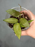 Hoya ‘Silver Lady’