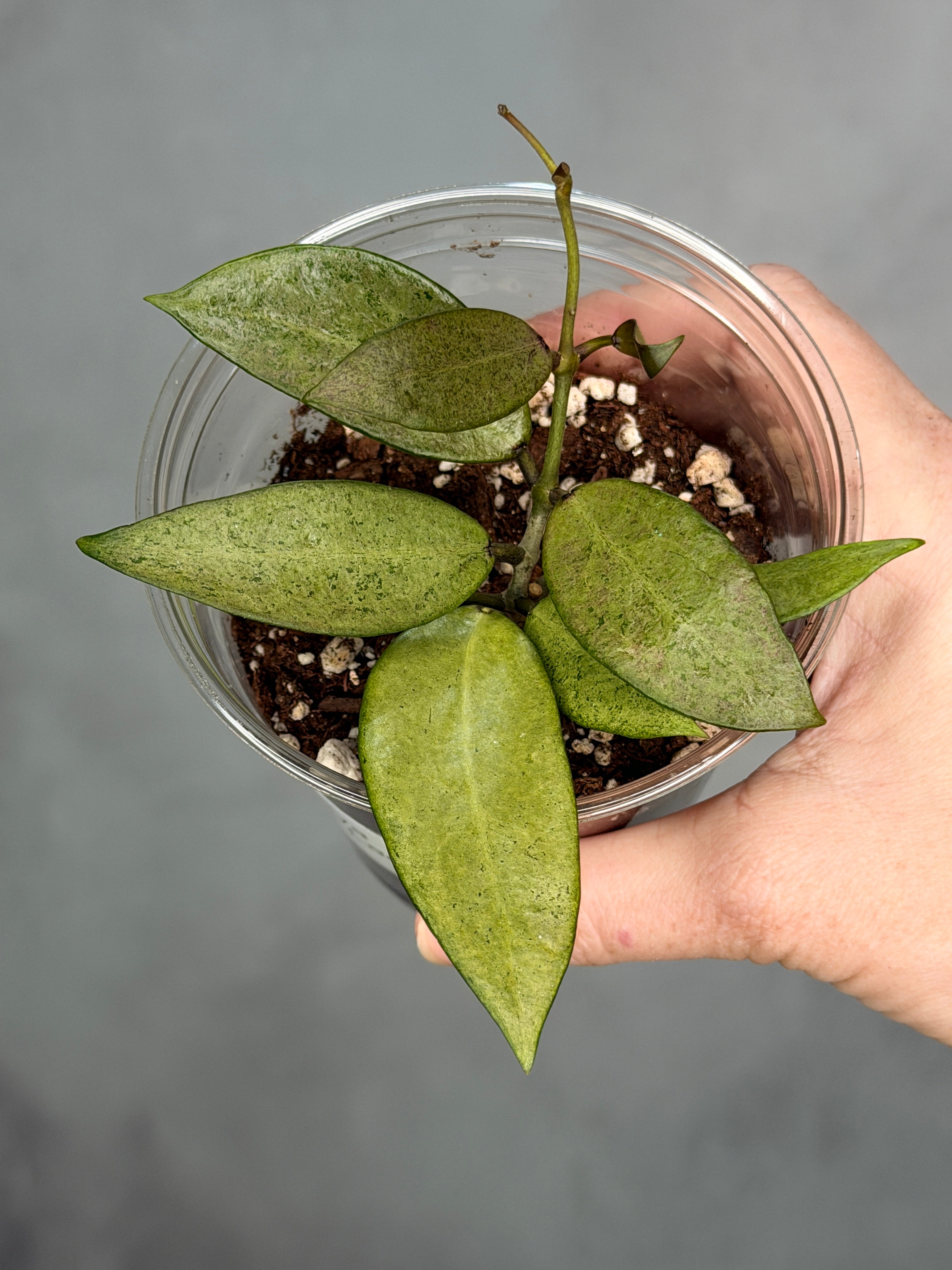 Hoya ‘Silver Lady’
