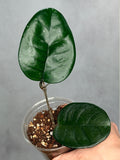 Hoya ‘Col. Merlin’s’