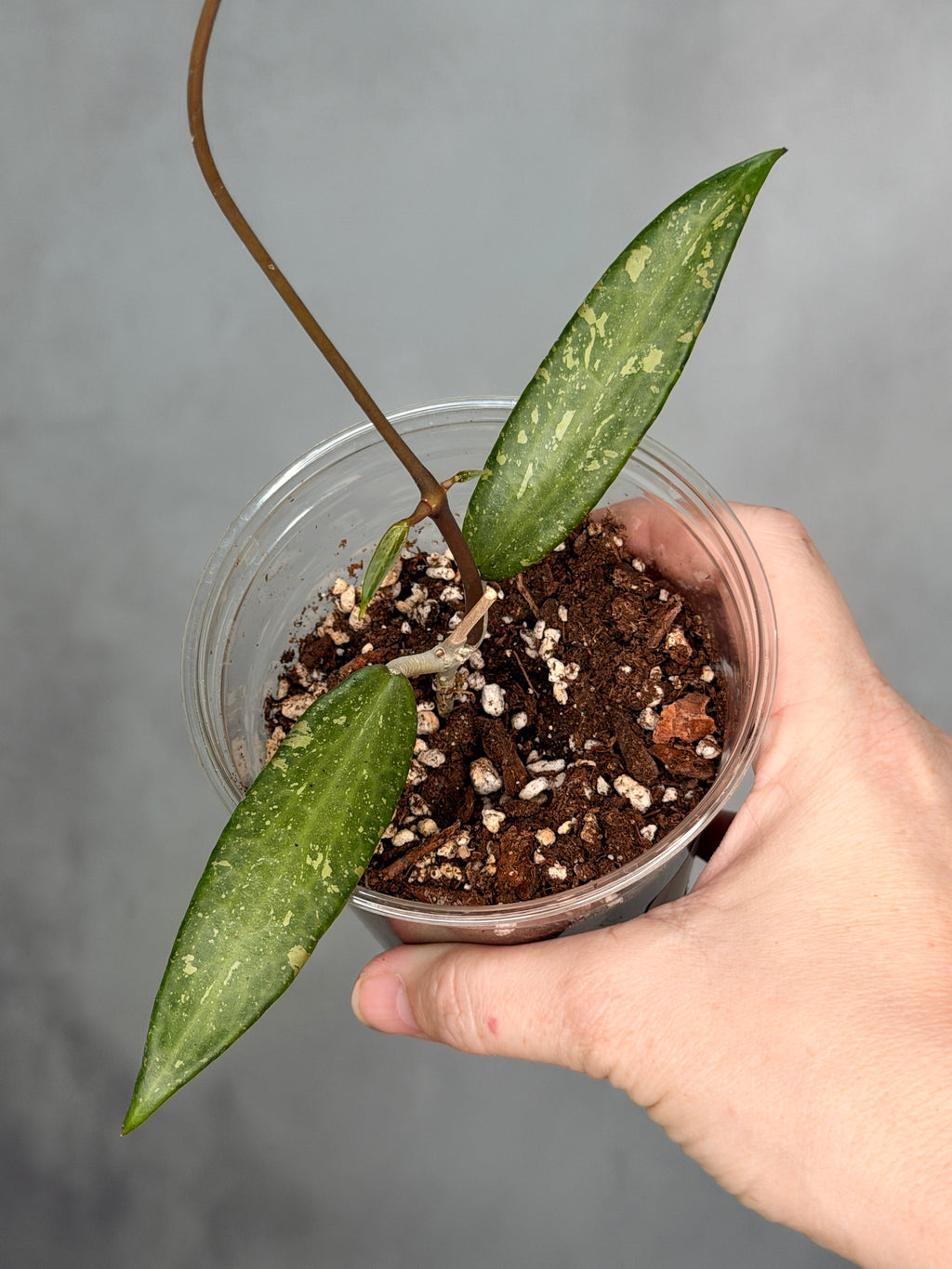 Hoya sp. Loei Province