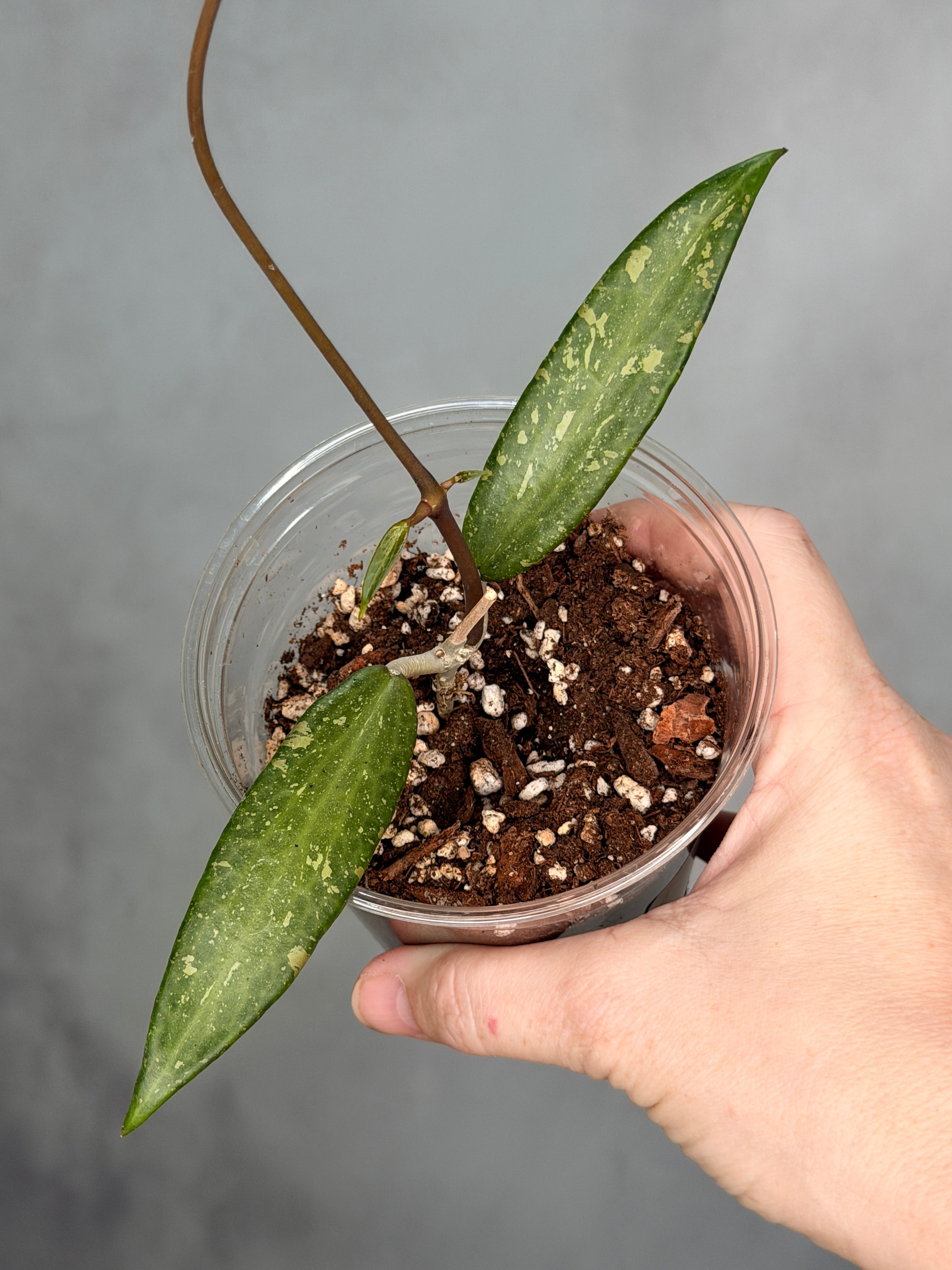 Hoya sp. Loei Province