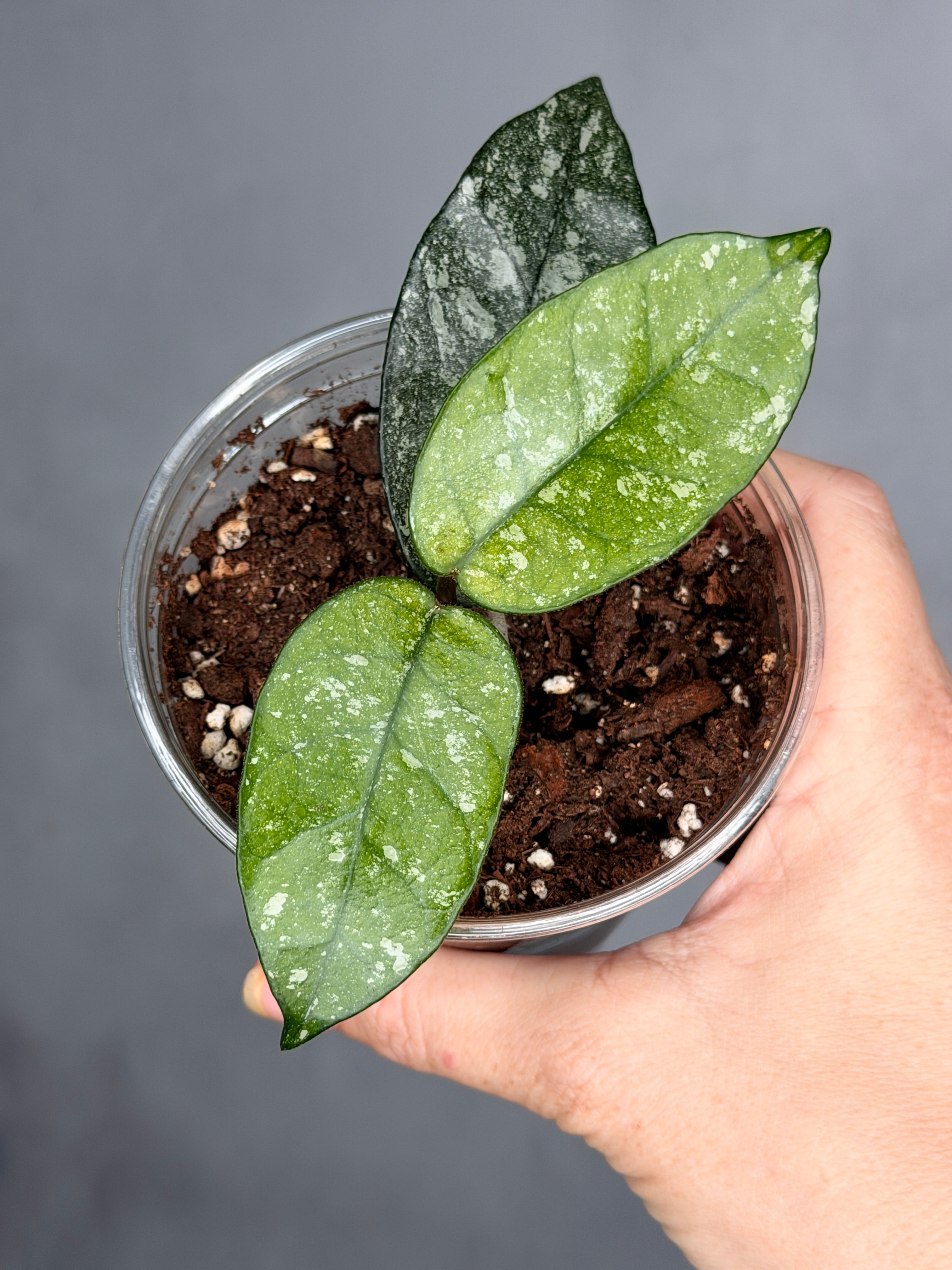 Hoya dasyantha (splash)