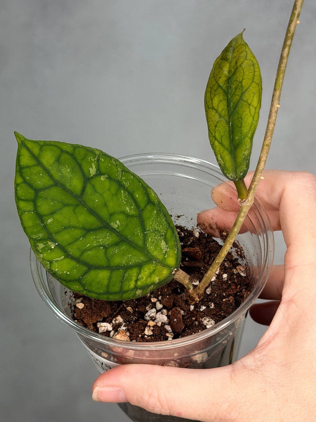 Hoya ‘Irina’ EPC 964