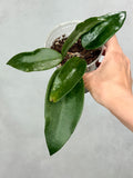 Hoya pottsii