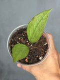 Hoya 'Germany' (silver)