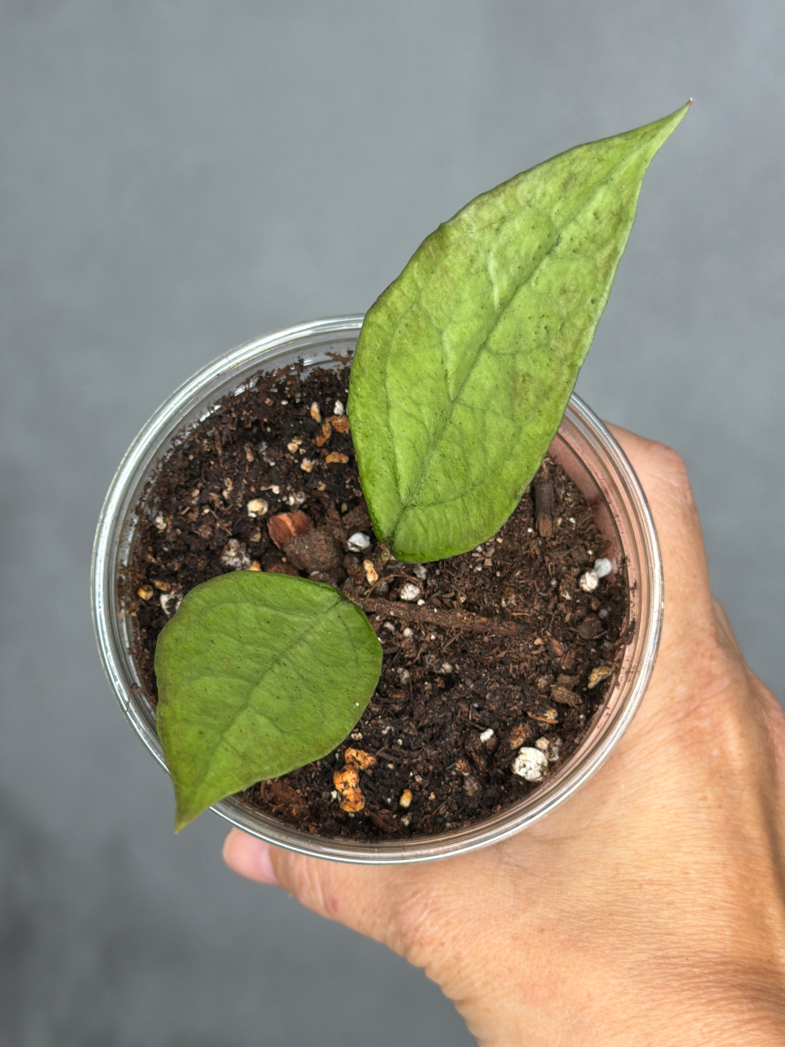 Hoya 'Germany' (silver)
