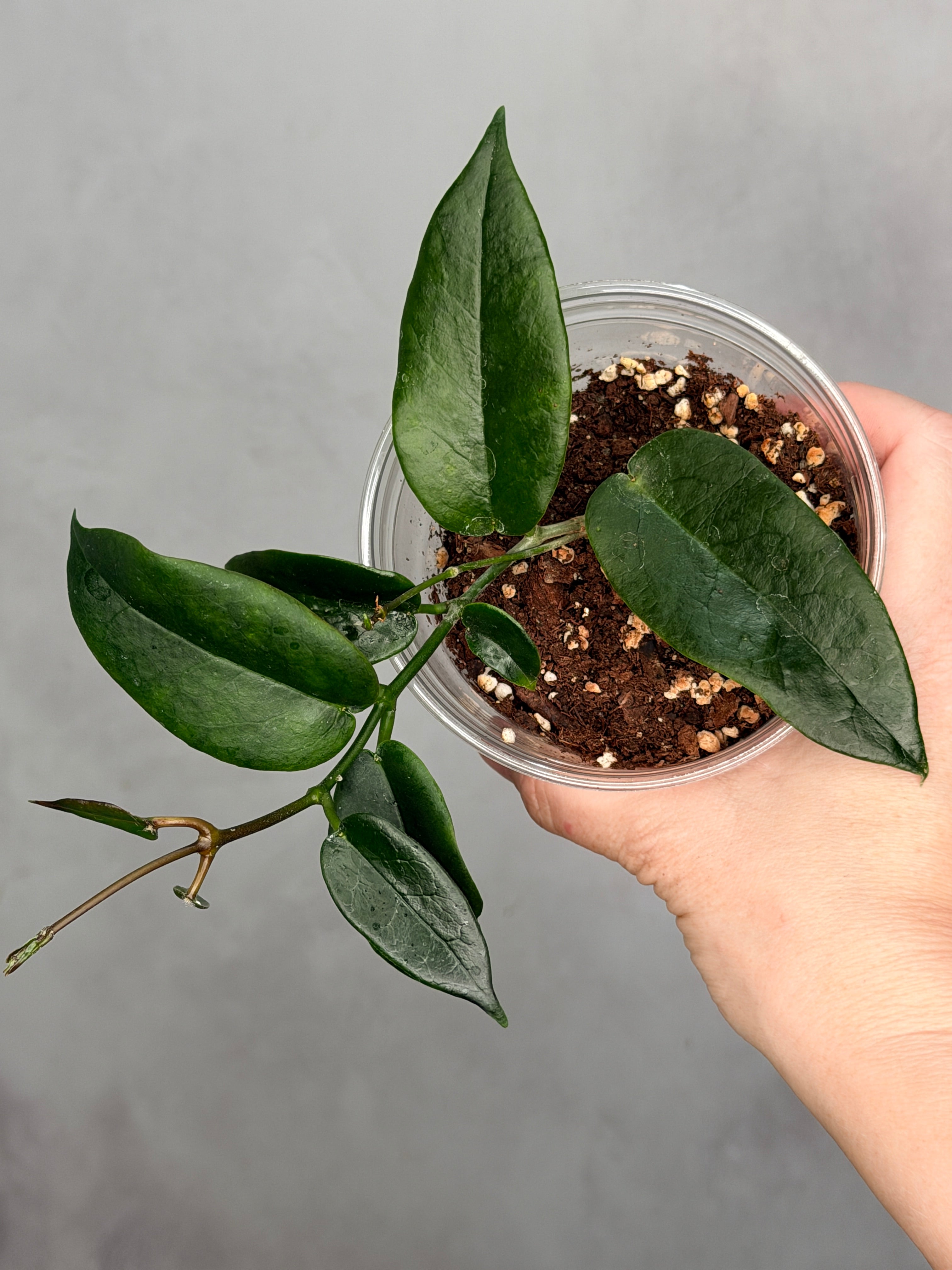 Hoya macgillivrayi