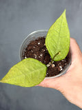Hoya 'Germany' (silver)